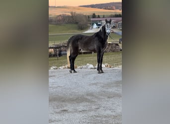 Vollblutaraber, Stute, 3 Jahre, 150 cm, Kann Schimmel werden