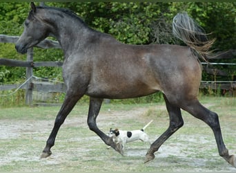 Vollblutaraber, Stute, 3 Jahre, 150 cm, Schimmel