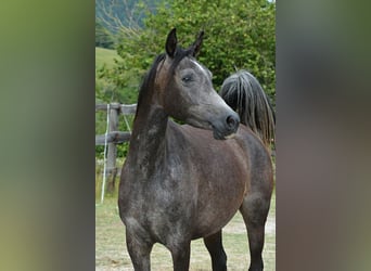 Vollblutaraber, Stute, 3 Jahre, 150 cm, Schimmel