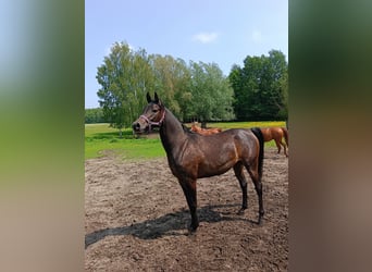 Vollblutaraber, Stute, 3 Jahre, 150 cm, Schwarzbrauner