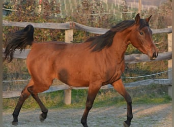 Vollblutaraber, Stute, 3 Jahre, 151 cm, Brauner