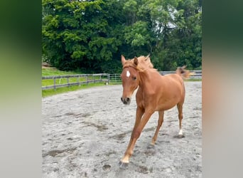 Vollblutaraber, Stute, 3 Jahre, 151 cm, Fuchs