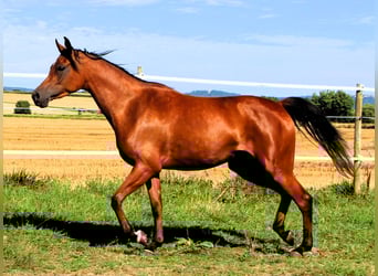 Vollblutaraber, Stute, 3 Jahre, 152 cm, Brauner