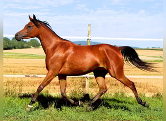 Vollblutaraber, Stute, 3 Jahre, 152 cm, Brauner