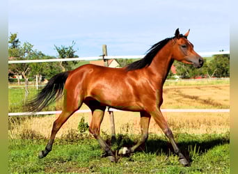 Vollblutaraber, Stute, 3 Jahre, 152 cm, Brauner