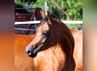 Vollblutaraber, Stute, 3 Jahre, 152 cm, Brauner