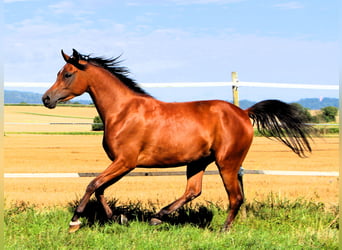 Vollblutaraber, Stute, 3 Jahre, 152 cm, Brauner