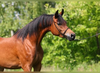 Vollblutaraber, Stute, 3 Jahre, 152 cm, Brauner