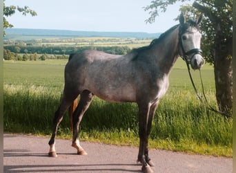 Vollblutaraber, Stute, 3 Jahre, 152 cm, Schimmel
