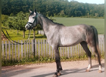 Vollblutaraber, Stute, 3 Jahre, 152 cm, Schimmel