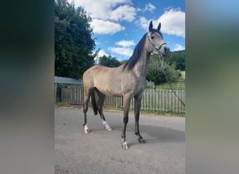 Vollblutaraber, Stute, 3 Jahre, 152 cm, Schimmel