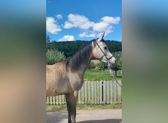 Vollblutaraber, Stute, 3 Jahre, 152 cm, Schimmel