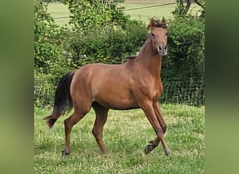 Vollblutaraber, Stute, 3 Jahre, 153 cm, Brauner