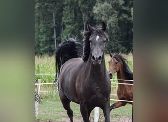 Vollblutaraber, Stute, 3 Jahre, 153 cm, Rappe