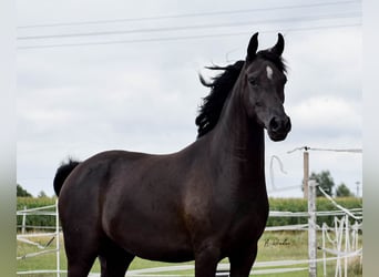Vollblutaraber, Stute, 3 Jahre, 153 cm, Rappe