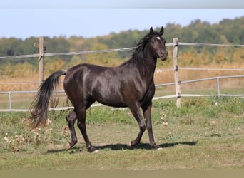 Vollblutaraber, Stute, 3 Jahre, 153 cm, Rappe