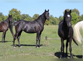 Vollblutaraber, Stute, 3 Jahre, 153 cm, Rappe