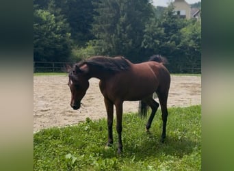 Vollblutaraber, Stute, 3 Jahre, 154 cm, Brauner