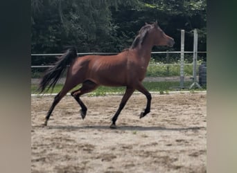 Vollblutaraber, Stute, 3 Jahre, 154 cm, Brauner