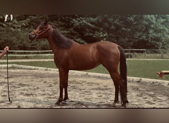 Vollblutaraber, Stute, 3 Jahre, 154 cm, Brauner
