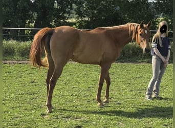 Vollblutaraber, Stute, 3 Jahre, 154 cm, Fuchs