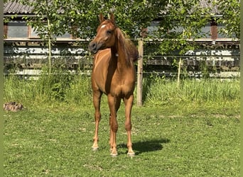 Vollblutaraber, Stute, 3 Jahre, 154 cm, Fuchs