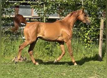 Vollblutaraber, Stute, 3 Jahre, 154 cm, Fuchs