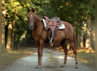 Vollblutaraber, Stute, 3 Jahre, 154 cm, Fuchs
