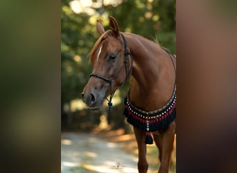 Vollblutaraber, Stute, 3 Jahre, 154 cm, Fuchs