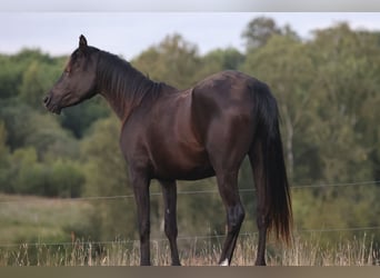 Vollblutaraber, Stute, 3 Jahre, 154 cm, Rappe