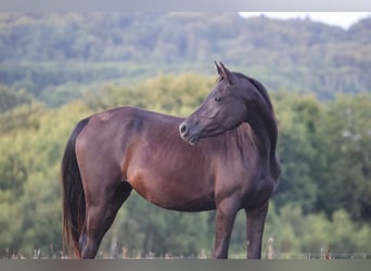 Vollblutaraber, Stute, 3 Jahre, 154 cm, Rappe