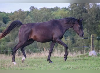 Vollblutaraber, Stute, 3 Jahre, 154 cm, Rappe