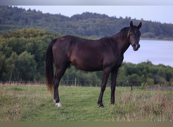 Vollblutaraber, Stute, 3 Jahre, 154 cm, Rappe