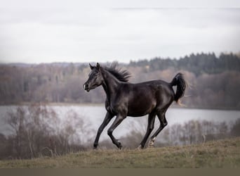 Vollblutaraber, Stute, 3 Jahre, 154 cm, Rappe