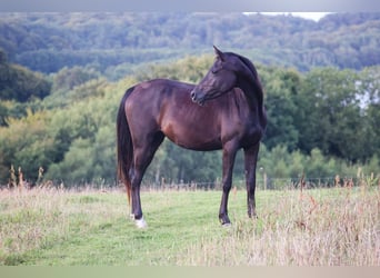 Vollblutaraber, Stute, 3 Jahre, 154 cm, Rappe