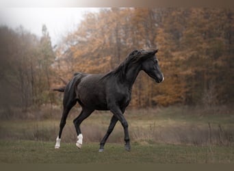 Vollblutaraber, Stute, 3 Jahre, 154 cm, Rappe