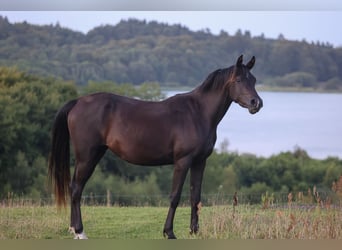 Vollblutaraber, Stute, 3 Jahre, 154 cm, Rappe
