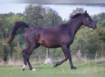 Vollblutaraber, Stute, 3 Jahre, 154 cm, Rappe