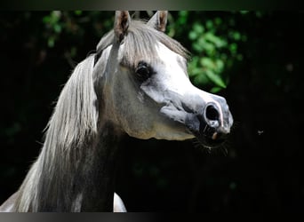 Vollblutaraber, Stute, 3 Jahre, 154 cm, Schimmel