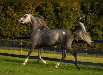 Vollblutaraber, Stute, 3 Jahre, 154 cm, Schimmel