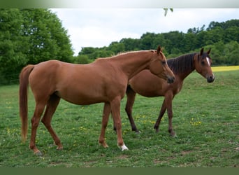 Vollblutaraber, Stute, 3 Jahre, 155 cm, Fuchs