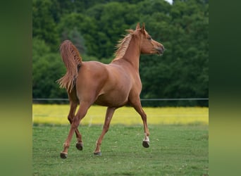 Vollblutaraber, Stute, 3 Jahre, 155 cm, Fuchs