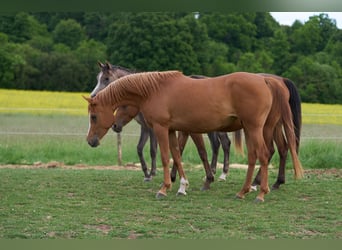 Vollblutaraber, Stute, 3 Jahre, 155 cm, Fuchs