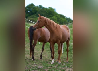 Vollblutaraber, Stute, 3 Jahre, 155 cm, Fuchs