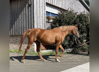 Vollblutaraber, Stute, 3 Jahre, 155 cm, Fuchs