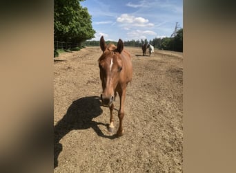 Vollblutaraber, Stute, 3 Jahre, 155 cm, Fuchs