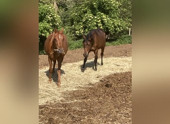 Vollblutaraber, Stute, 3 Jahre, 155 cm, Fuchs