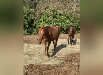 Vollblutaraber, Stute, 3 Jahre, 155 cm, Fuchs