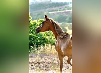 Vollblutaraber, Stute, 3 Jahre, 155 cm, Fuchs