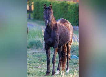 Vollblutaraber, Stute, 3 Jahre, 155 cm, Rappe
